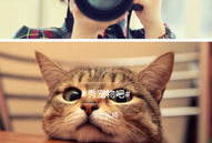 一点视频,揭秘精彩瞬间，尽享视觉盛宴